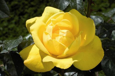 Photos von Blumenvarianten benutzt als: Beet- / Rabattenpflanze Rosa Tea Pacific Sunset®