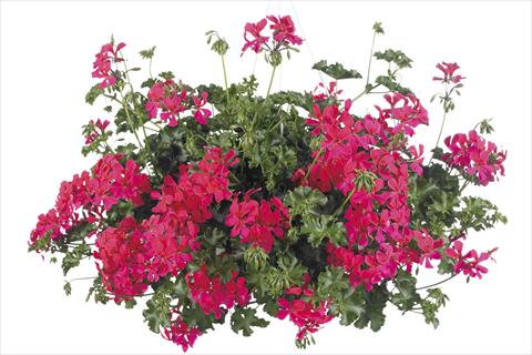 Photos von Blumenvarianten benutzt als: Topf, Beet, Terrasse, Ampel Pelargonium peltatum Grand Idols® Neon