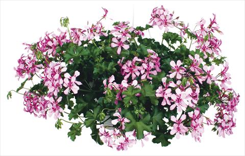 Photos von Blumenvarianten benutzt als: Topf, Terrasse, Ampel. Pelargonium peltatum Grand Idols® Pink