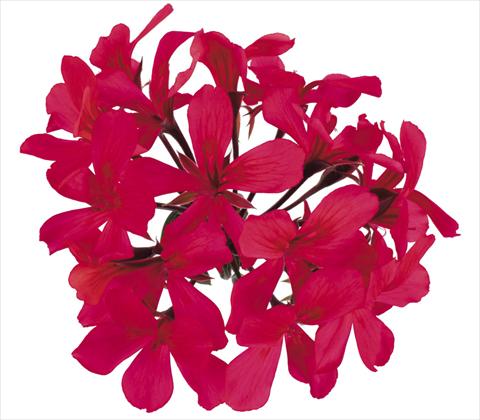 Photos von Blumenvarianten benutzt als: Topf, Beet, Terrasse, Ampel Pelargonium peltatum Grand Idols® Purple