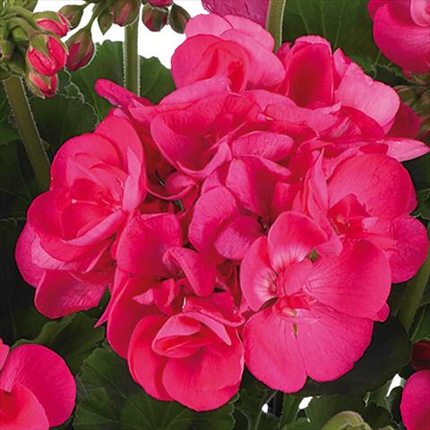 Photos von Blumenvarianten benutzt als: Topf, Beet, Terrasse Pelargonium zonale Summer Idols® fides® Hot Pink
