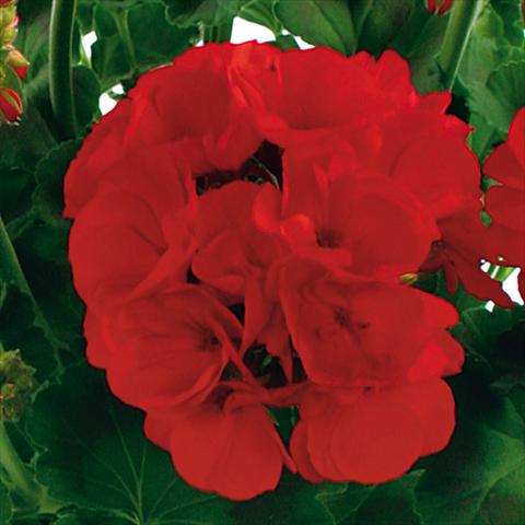 Photos von Blumenvarianten benutzt als: Topf, Beet, Terrasse Pelargonium zonale Summer Idols® fides® True Red