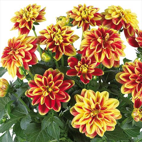 Photos von Blumenvarianten benutzt als: Topf und Beet Dahlia Dahlinova® fides® California