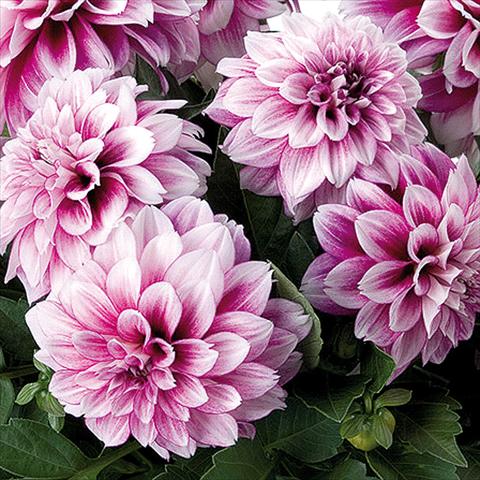 Photos von Blumenvarianten benutzt als: Topf und Beet Dahlia Dahlinova® fides® NewYork