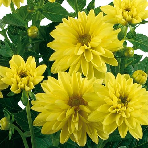 Photos von Blumenvarianten benutzt als: Topf und Beet Dahlia Dahlinova® Longlife fides® Panuco Improved