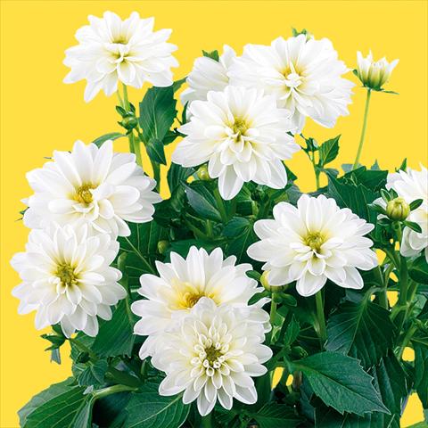 Photos von Blumenvarianten benutzt als: Topf und Beet Dahlia Dahlinova® Longlife fides® Pecos Improved
