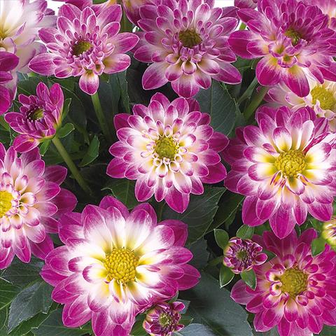 Photos von Blumenvarianten benutzt als: Topf und Beet Dahlia Dahlinova® Longlife fides® Yukon