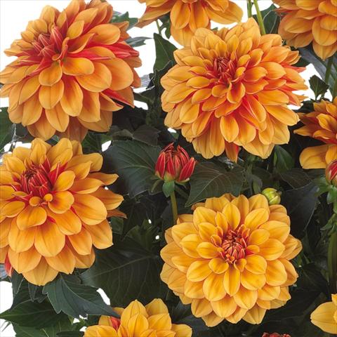 Photos von Blumenvarianten benutzt als: Topf und Beet Dahlia Dahlinova Hypnotica® fides® Bronze Bicolor