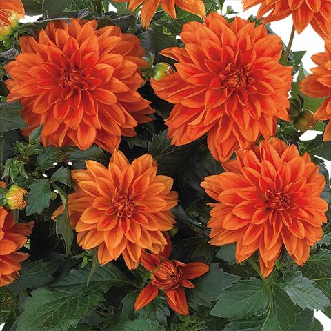 Photos von Blumenvarianten benutzt als: Topf und Beet Dahlia Dahlinova Hypnotica® fides® Orange