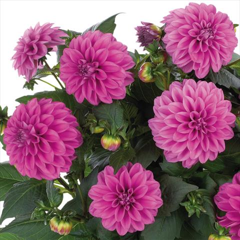 Photos von Blumenvarianten benutzt als: Topf und Beet Dahlia Dahlinova Hypnotica® fides® Pink