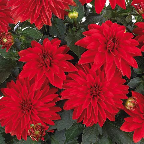 Photos von Blumenvarianten benutzt als: Topf und Beet Dahlia Dahlinova Hypnotica® fides® Red