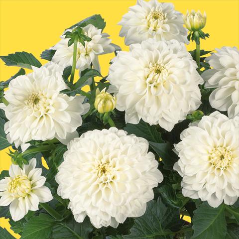 Photos von Blumenvarianten benutzt als: Topf und Beet Dahlia Dahlinova Hypnotica® fides® White