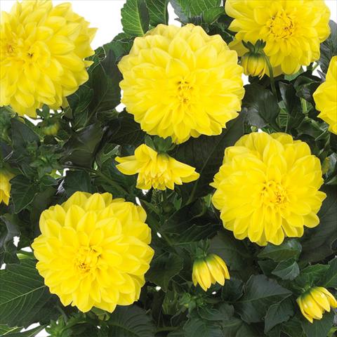 Photos von Blumenvarianten benutzt als: Topf und Beet Dahlia Dahlinova Hypnotica® fides® Yellow