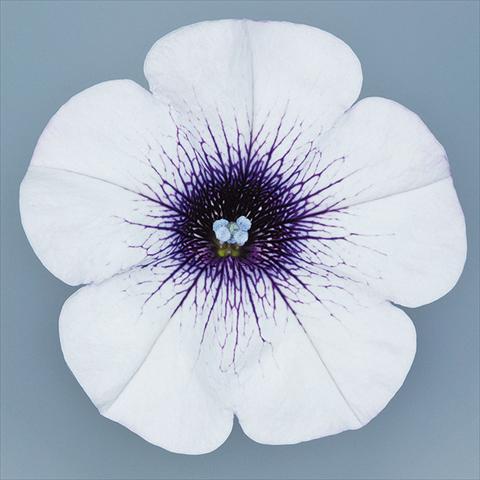 Photos von Blumenvarianten benutzt als: Topf, Beet, Terrasse, Ampel Petunia pendula Surfinia® mnp® Blue Vein