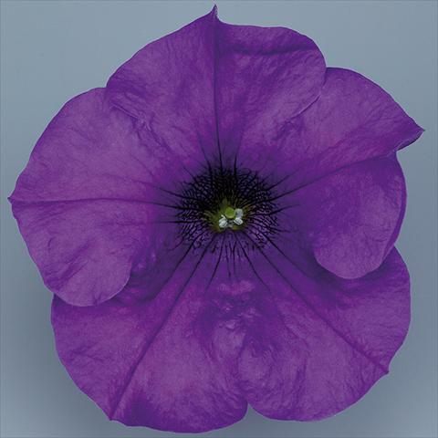 Photos von Blumenvarianten benutzt als: Topf, Beet, Terrasse, Ampel Petunia pendula Surfinia® mnp® Giant Blue
