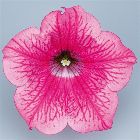 Photos von Blumenvarianten benutzt als: Topf, Beet, Terrasse, Ampel Petunia pendula Surfinia® mnp® Hot Pink