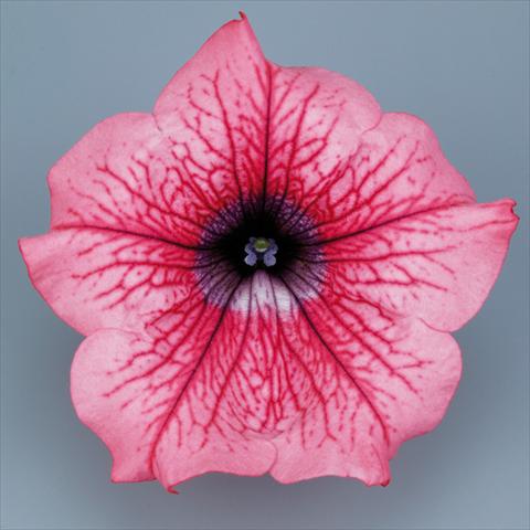 Photos von Blumenvarianten benutzt als: Topf, Beet, Terrasse, Ampel Petunia pendula Surfinia® mnp® Hot Red
