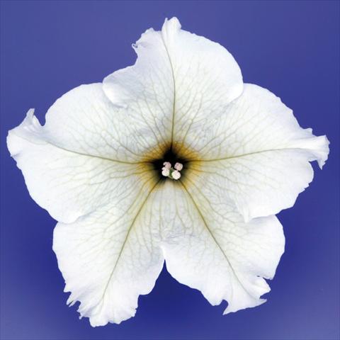 Photos von Blumenvarianten benutzt als: Topf, Beet, Terrasse, Ampel Petunia pendula Surfinia® mnp® Lime