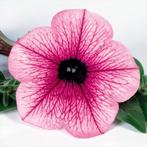 Photos von Blumenvarianten benutzt als: Topf, Beet, Terrasse, Ampel Petunia pendula Surfinia® mnp® Pink Vein 2006