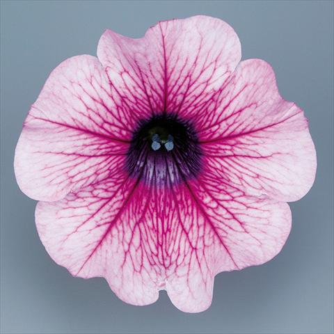 Photos von Blumenvarianten benutzt als: Topf, Beet, Terrasse, Ampel Petunia pendula Surfinia® mnp® Rose Vein