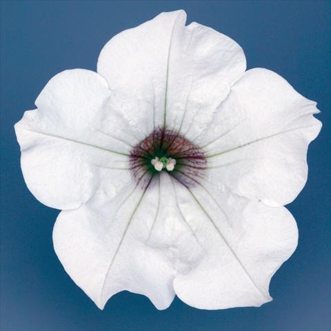 Photos von Blumenvarianten benutzt als: Topf, Beet, Terrasse, Ampel Petunia pendula Surfinia® mnp® White