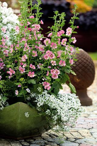 Photos von Blumenvarianten benutzt als: Topf, Beet, Terrasse Anisondonthea Lady in Pink