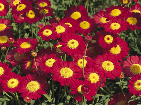 Photos von Blumenvarianten benutzt als: Topf und Beet Argyranthemum frutescens Starlight® Red PLA®