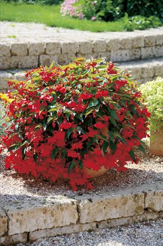 Photos von Blumenvarianten benutzt als: Terrasse, Ampel Begonia Belleconia™ Red
