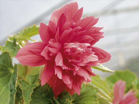 Photos von Blumenvarianten benutzt als: Terrasse, Ampel Begonia Belleconia™ Rose