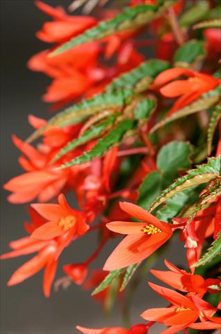 Photos von Blumenvarianten benutzt als: Terrasse, Ampel Begonia PW Summerwings™ Orange
