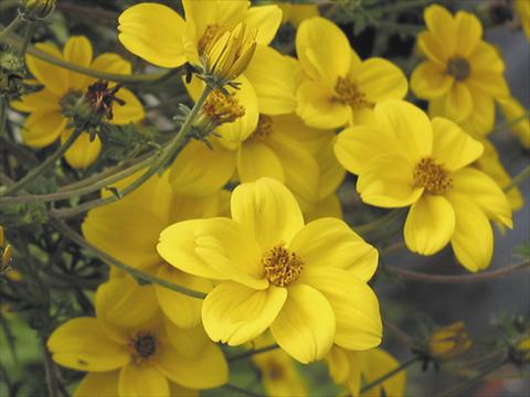 Photos von Blumenvarianten benutzt als: Terrasse, Beet Bidens ferulifolia Peters Goldrush
