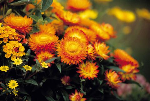 Photos von Blumenvarianten benutzt als: Topf und Beet Helichrysum (Bracteantha) Sundaze™ Bronze