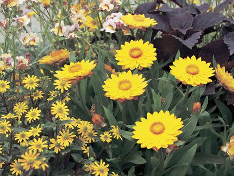 Photos von Blumenvarianten benutzt als: Topf und Beet Helichrysum (Bracteantha) Sundaze™ Gold