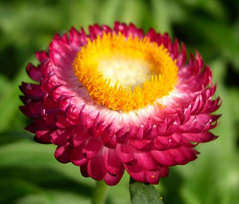Photos von Blumenvarianten benutzt als: Topf und Beet Helichrysum (Bracteantha) Sundaze™ Magenta