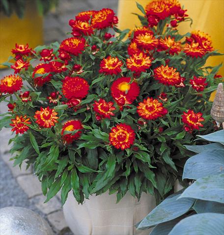 Photos von Blumenvarianten benutzt als: Topf und Beet Helichrysum (Bracteantha) Sundaze™ New Red