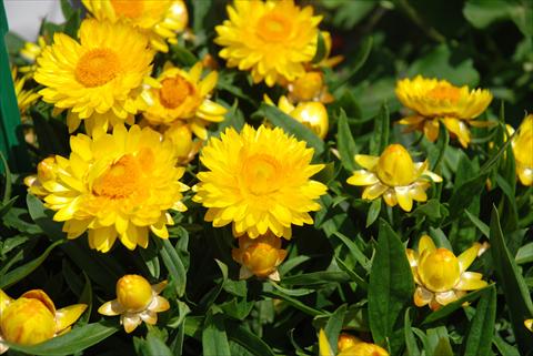Photos von Blumenvarianten benutzt als: Topf und Beet Helichrysum (Bracteantha) Sundaze™ Totally Yellow