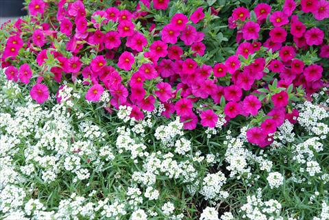 Photos von Blumenvarianten benutzt als: Terrasse, Topf Calibrachoa Superbells Magenta