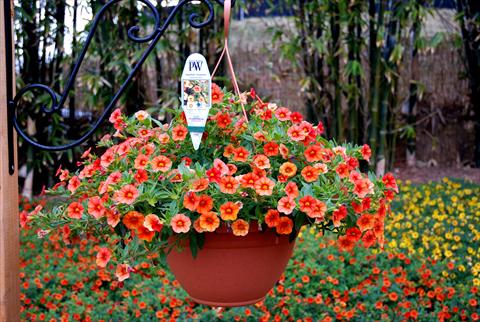 Photos von Blumenvarianten benutzt als: Terrasse, Topf Calibrachoa Superbells Orange