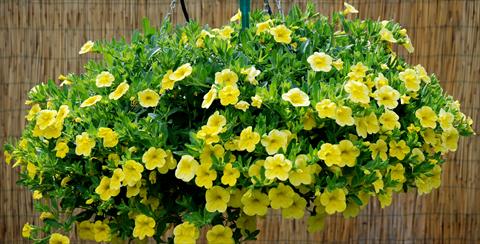 Photos von Blumenvarianten benutzt als: Terrasse, Topf Calibrachoa Superbells Yellow