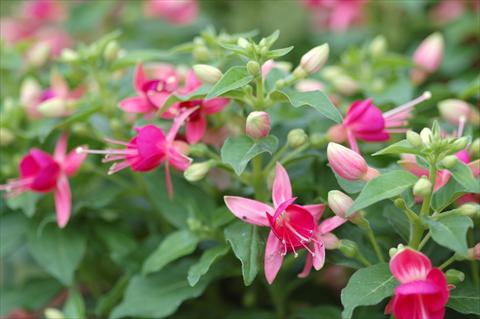 Photos von Blumenvarianten benutzt als: Topf Fuchsia Cherry