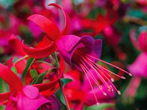 Photos von Blumenvarianten benutzt als: Topf Fuchsia Shadowdancer™ Marcia