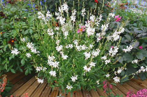 Photos von Blumenvarianten benutzt als: Topf und Beet Gaura lindheimeri Papillion White
