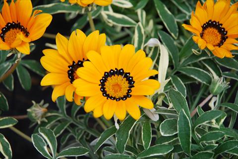 Photos von Blumenvarianten benutzt als: Topf, Beet, Terrasse Gazania splendens Eagle Eye