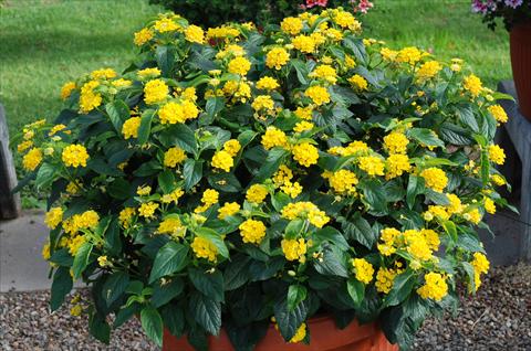 Photos von Blumenvarianten benutzt als: Terrasse, Beet Lantana camara TOP Calippo Gold