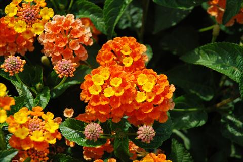 Photos von Blumenvarianten benutzt als: Topf, Beet, Terrasse Lantana camara TOP Calippo Mandarin
