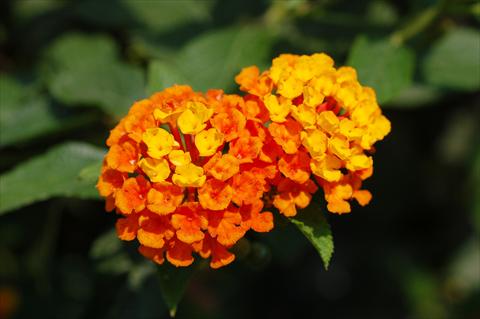 Photos von Blumenvarianten benutzt als: Terrasse, Beet Lantana camara TOP Calippo Orange