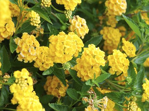 Photos von Blumenvarianten benutzt als: Topf, Beet, Terrasse Lantana camara TOP Mini Yellow