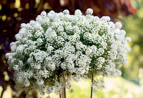 Photos von Blumenvarianten benutzt als: Terrasse, Topf Lobularia maritima Snow Princess