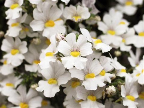 Photos von Blumenvarianten benutzt als: Terrasse, Topf Nemesia Sunsatia™ Anona