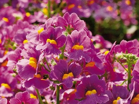 Photos von Blumenvarianten benutzt als: Topf und Beet Nemesia Sunsatia™ Ciruela